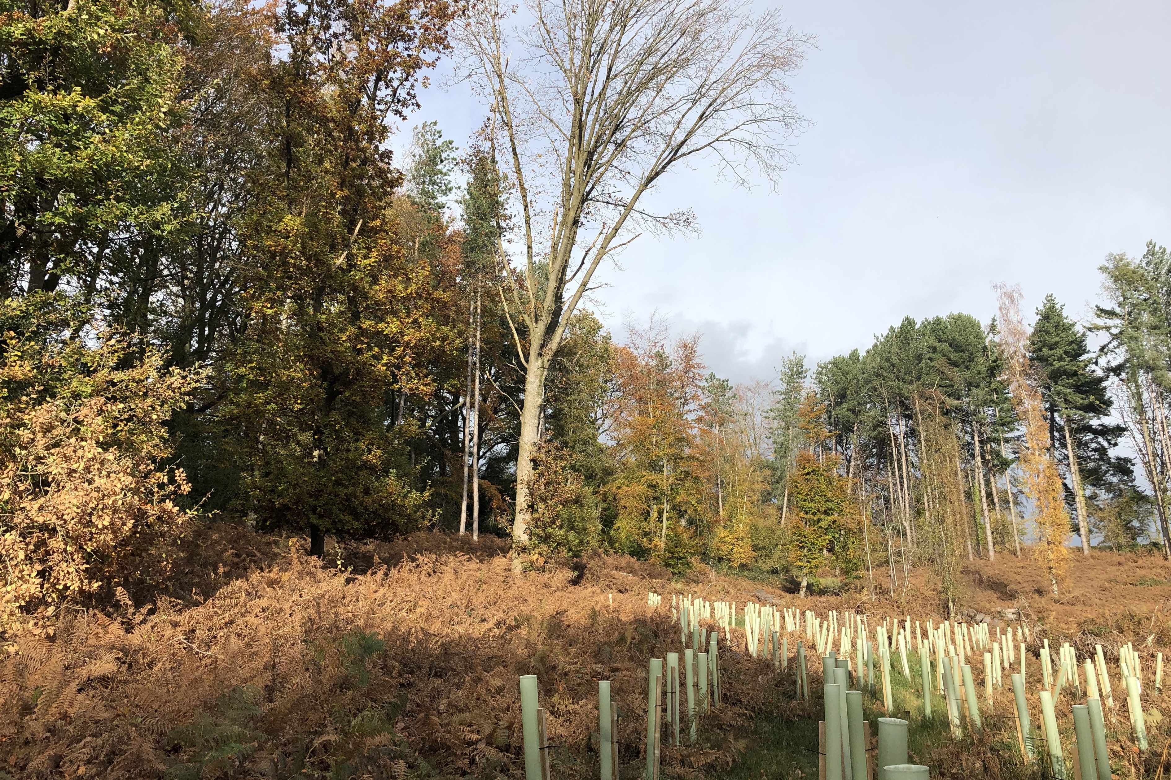Church Copse, Durley